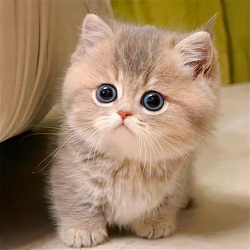 猫舍直销,批发价出售,蓝金渐层